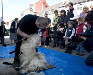 Sheep Shearing at the Llandovery Sheep Festival